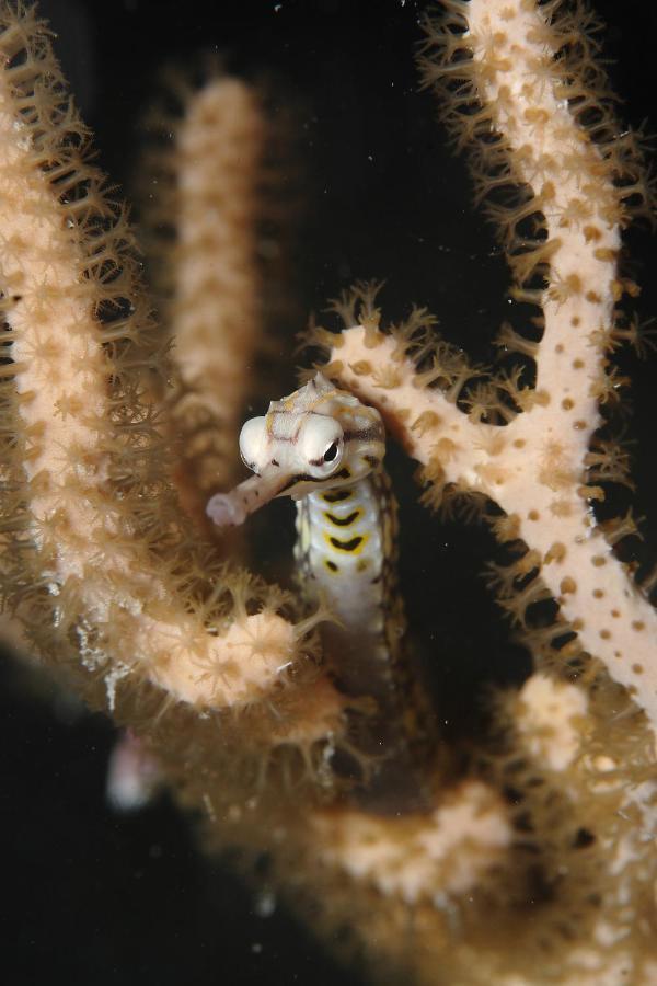 Araya Dive Resort Togean Bomba المظهر الخارجي الصورة