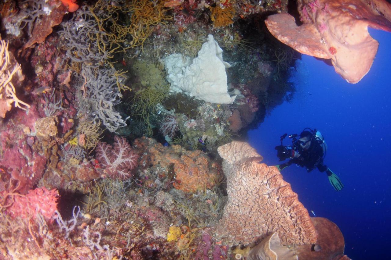 Araya Dive Resort Togean Bomba المظهر الخارجي الصورة