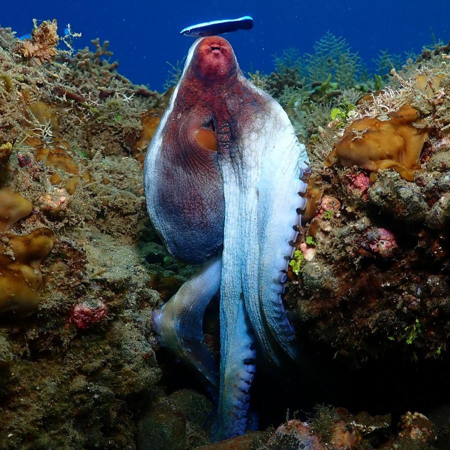 Araya Dive Resort Togean Bomba المظهر الخارجي الصورة