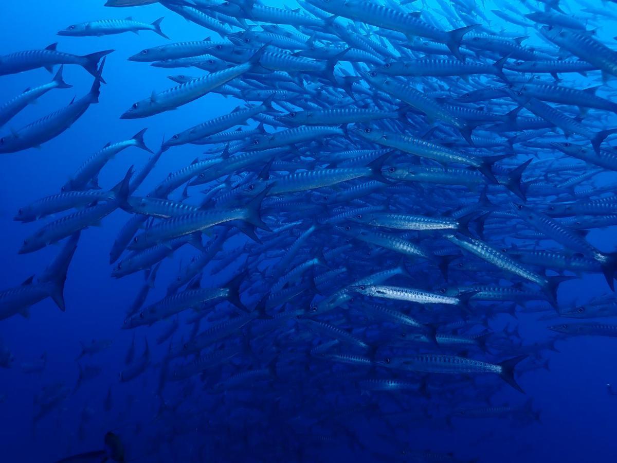 Araya Dive Resort Togean Bomba المظهر الخارجي الصورة